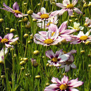 coreopsis-cosmic-evolution-tickseed-coreopsis