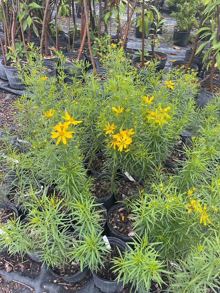 coreopsis-delphiniifolia-larkspur-leaf-tickseed