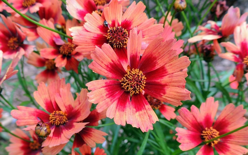 coreopsis-desert-coral-tickseed