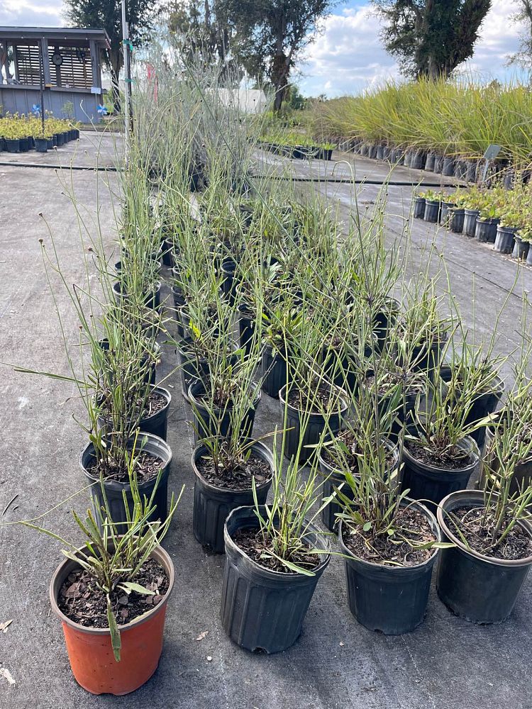 coreopsis-floridana-florida-tickseed