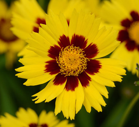 coreopsis-grandiflora-sunkiss-largeflower-tickseed