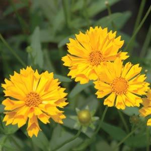 coreopsis-jethro-tull-tickseed
