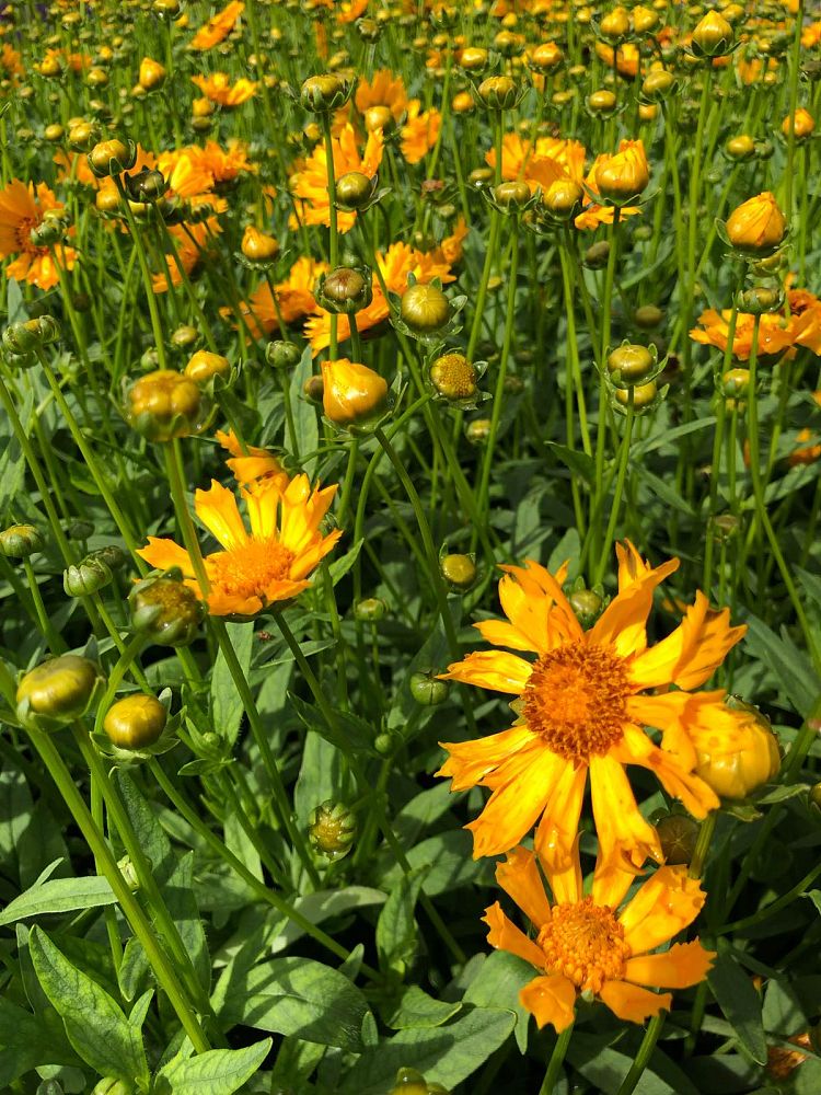 coreopsis-jethro-tull-tickseed
