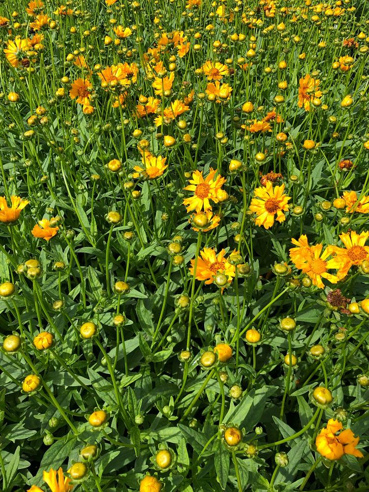 coreopsis-jethro-tull-tickseed