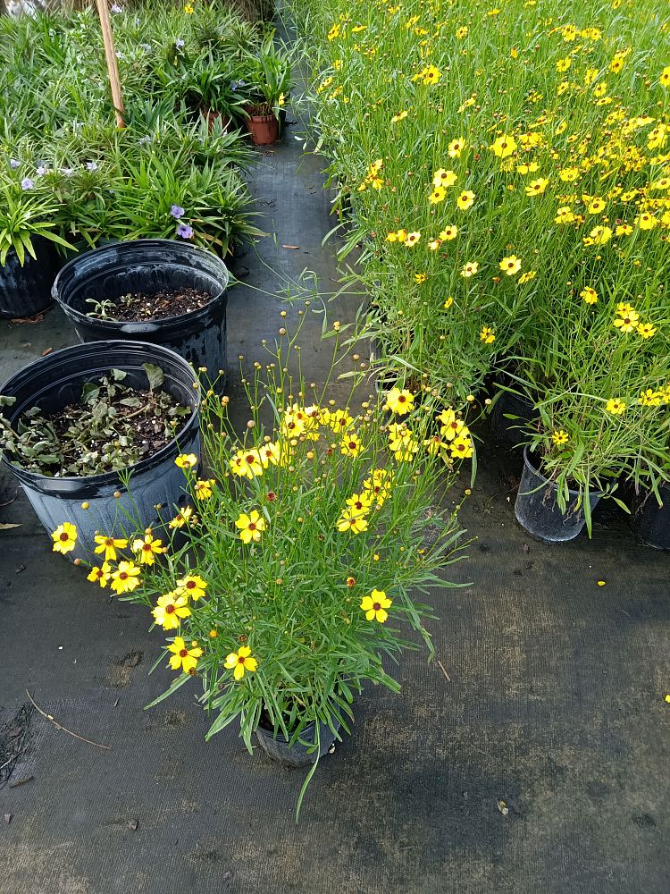 coreopsis-lanceolata-lanceleaf-tickseed