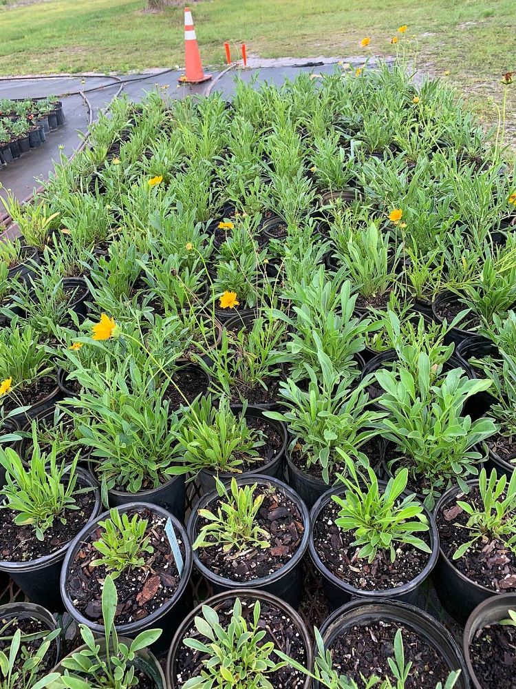 coreopsis-lanceolata-lanceleaf-tickseed