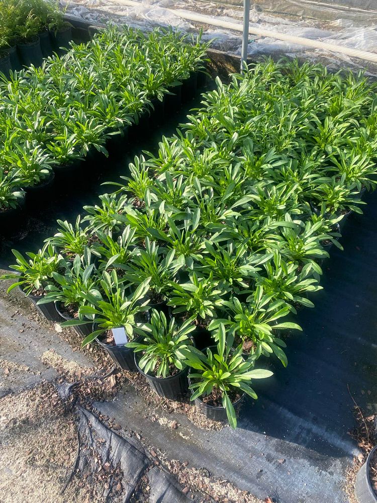 coreopsis-lanceolata-lanceleaf-tickseed