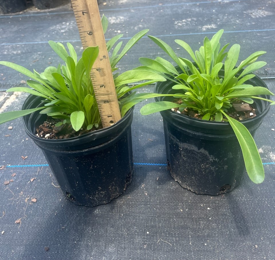 coreopsis-lanceolata-lanceleaf-tickseed