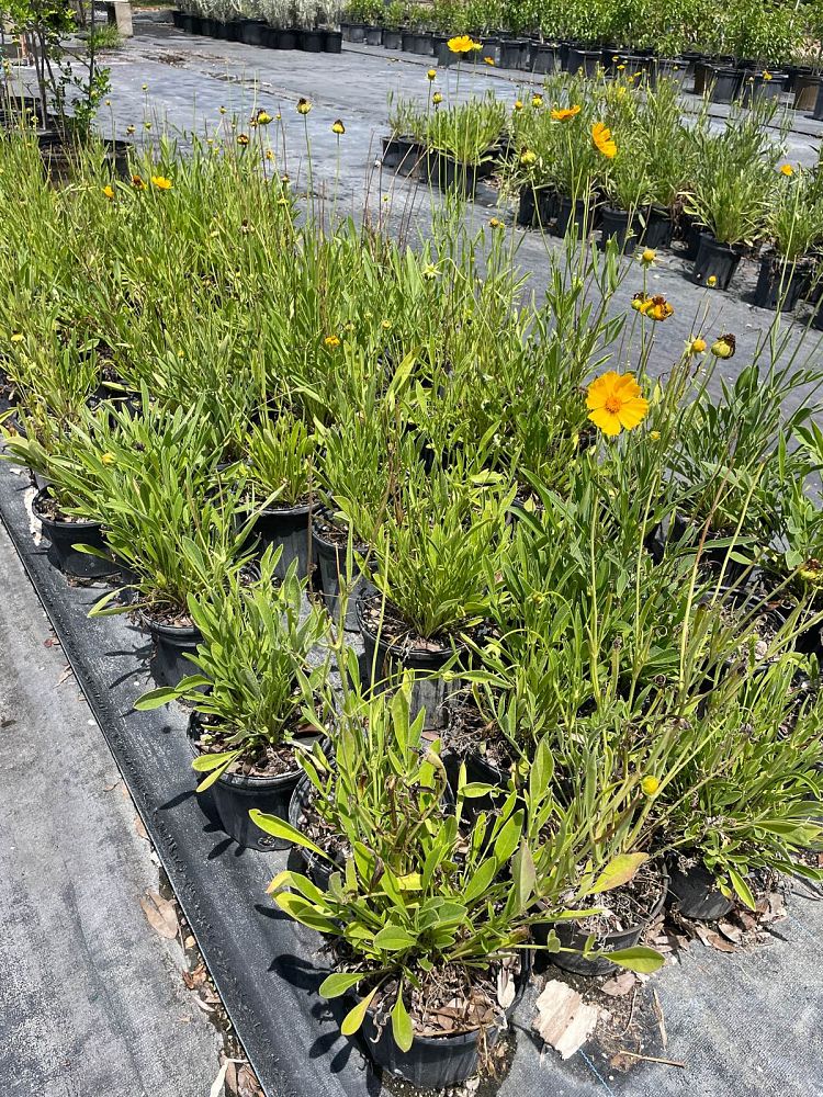 coreopsis-lanceolata-lanceleaf-tickseed