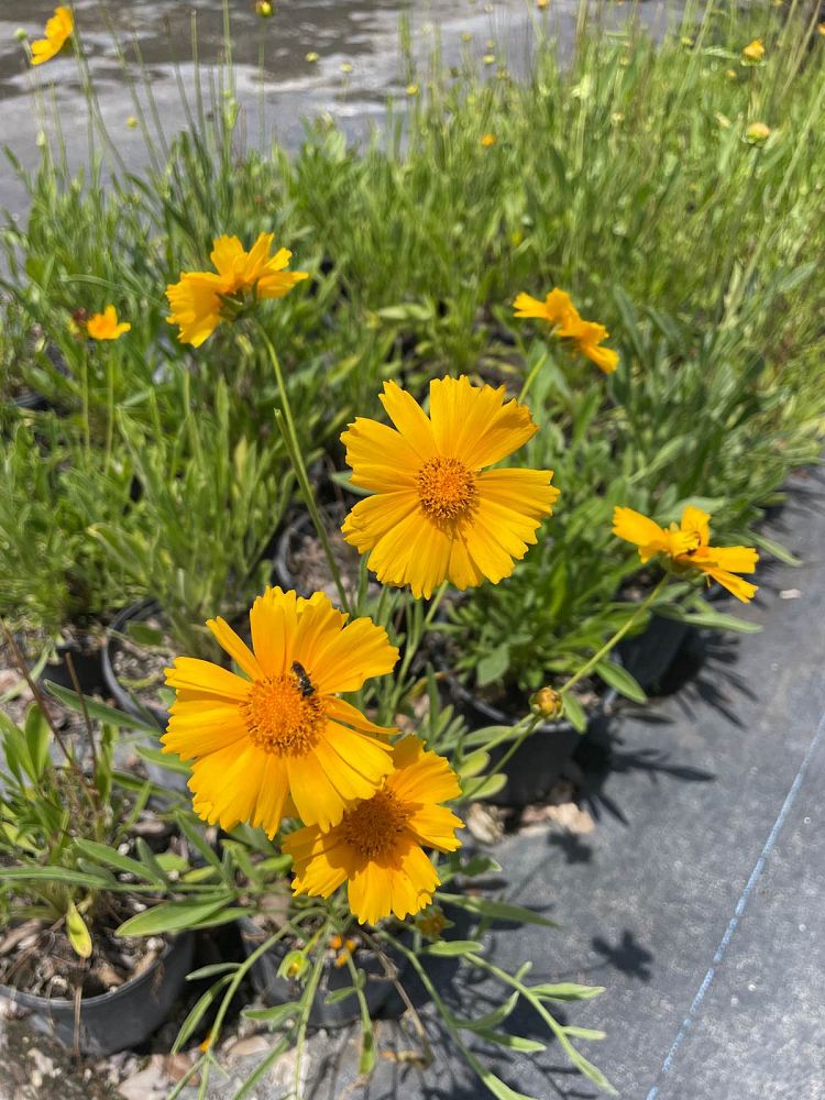 coreopsis-lanceolata-lanceleaf-tickseed