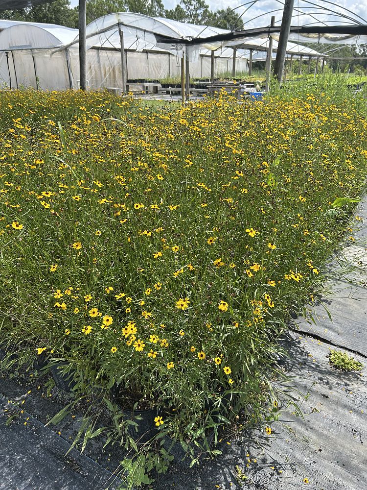 coreopsis-lanceolata-lanceleaf-tickseed