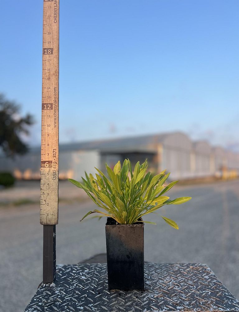 coreopsis-lanceolata-lanceleaf-tickseed
