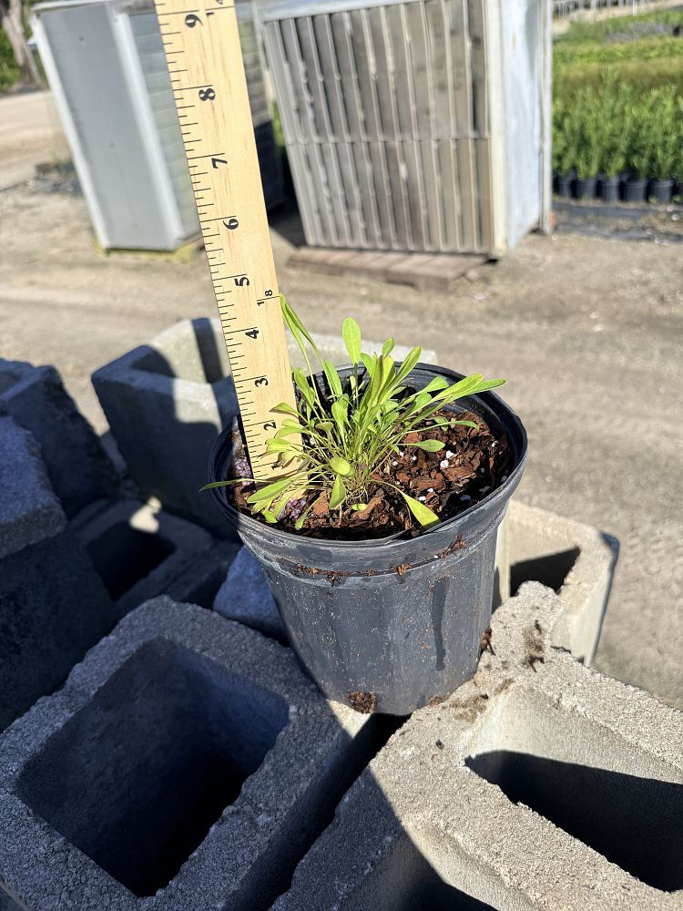 coreopsis-lanceolata-lanceleaf-tickseed