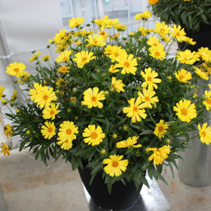 coreopsis-leading-lady-sophia-tickseed-coreopsis