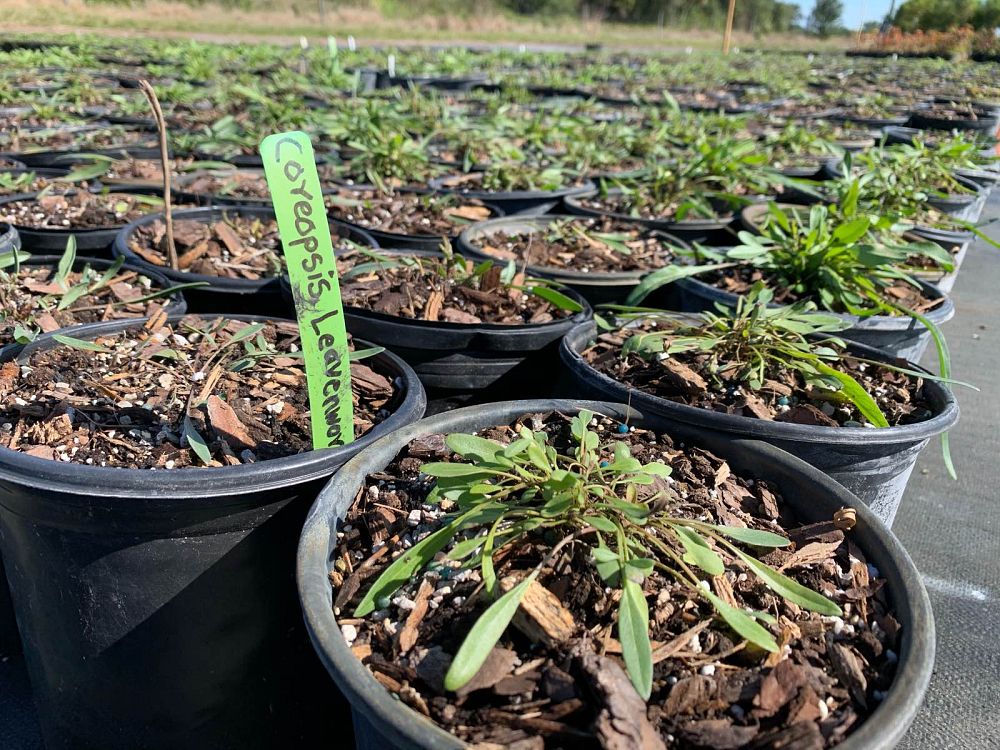 Natives of Corkscrew Nursery