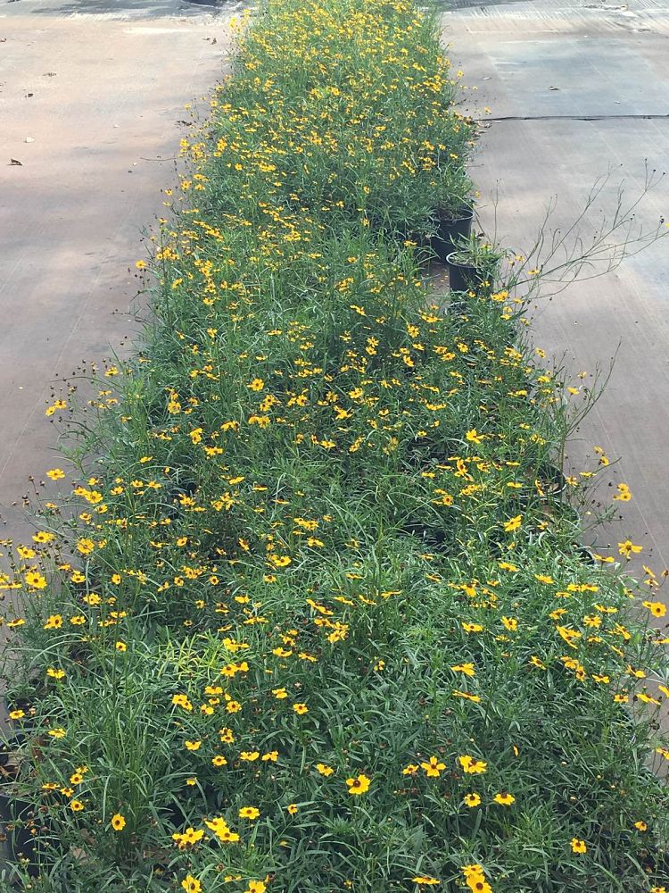 coreopsis-leavenworthii-tickseed