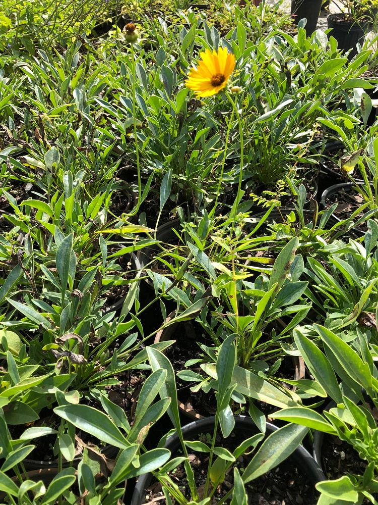 coreopsis-leavenworthii-tickseed