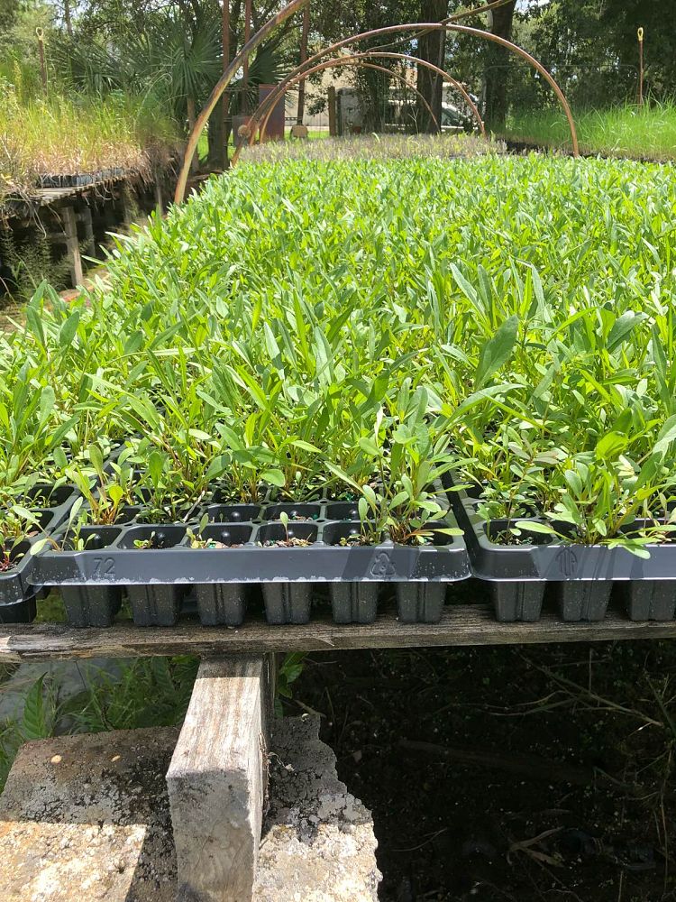 coreopsis-leavenworthii-tickseed
