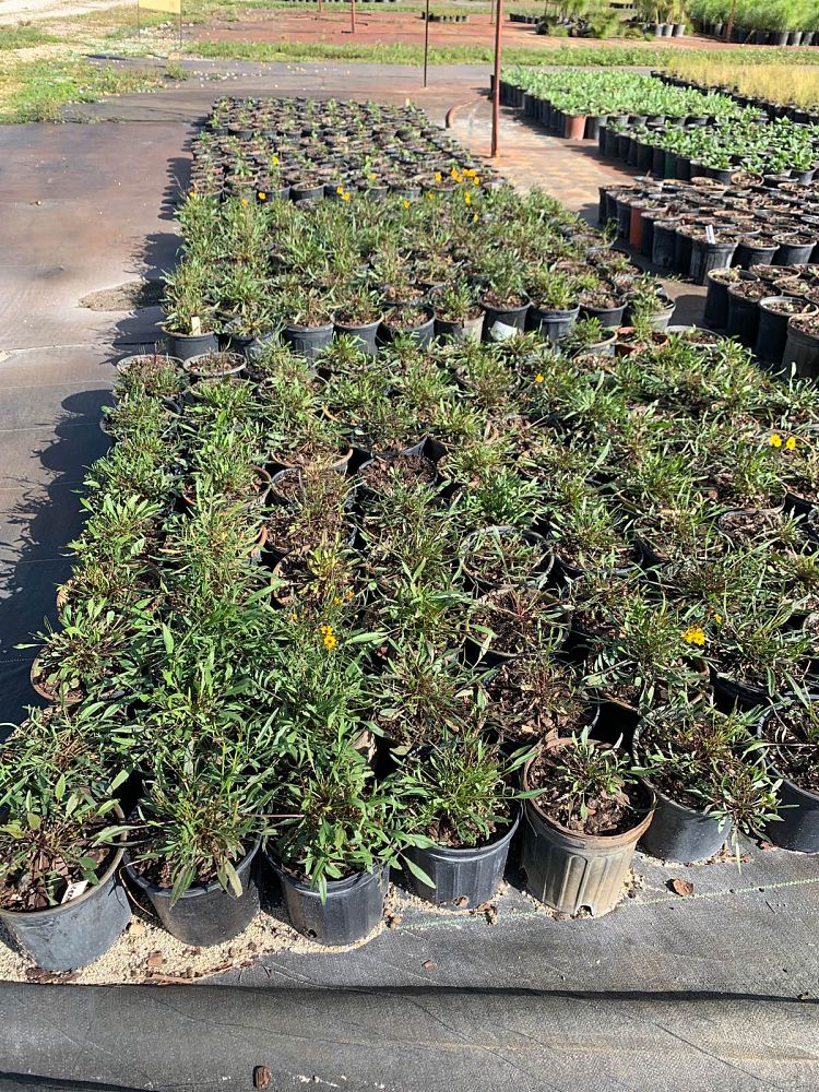 coreopsis-leavenworthii-tickseed