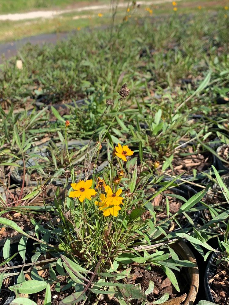 coreopsis-leavenworthii-tickseed