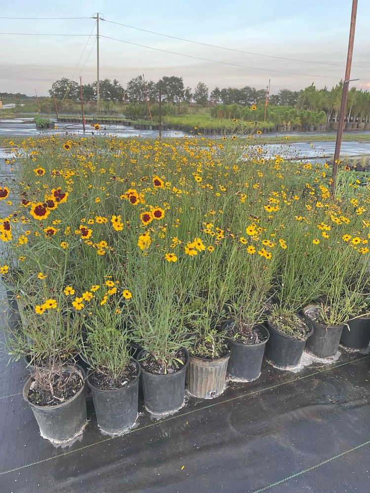 coreopsis-leavenworthii-tickseed