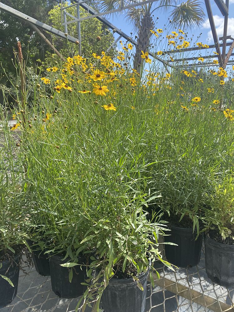 coreopsis-leavenworthii-tickseed