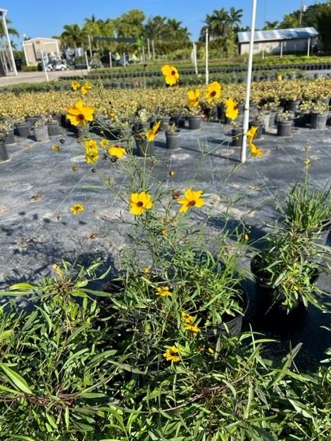 coreopsis-leavenworthii-tickseed