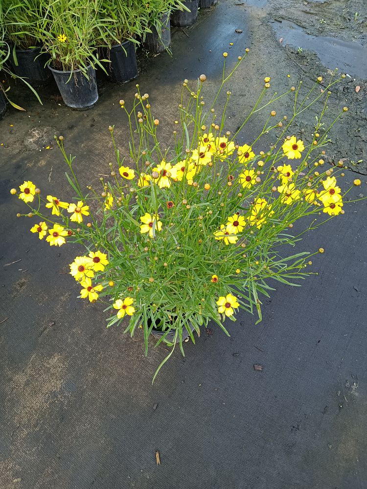 coreopsis-leavenworthii-tickseed