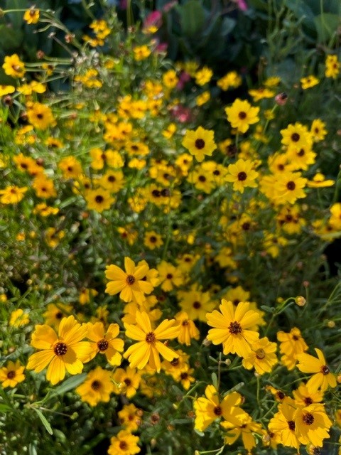 coreopsis-leavenworthii-tickseed