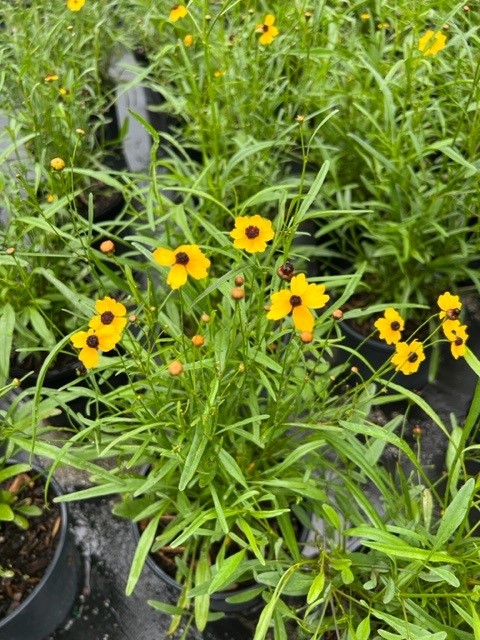coreopsis-leavenworthii-tickseed