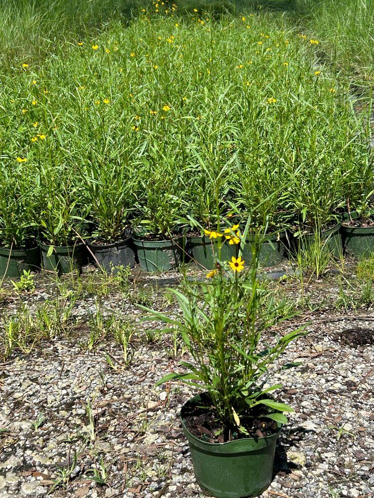 coreopsis-leavenworthii-tickseed