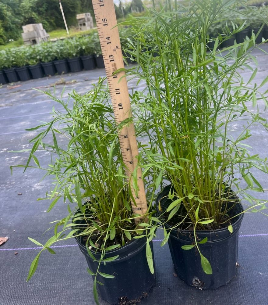 coreopsis-leavenworthii-tickseed