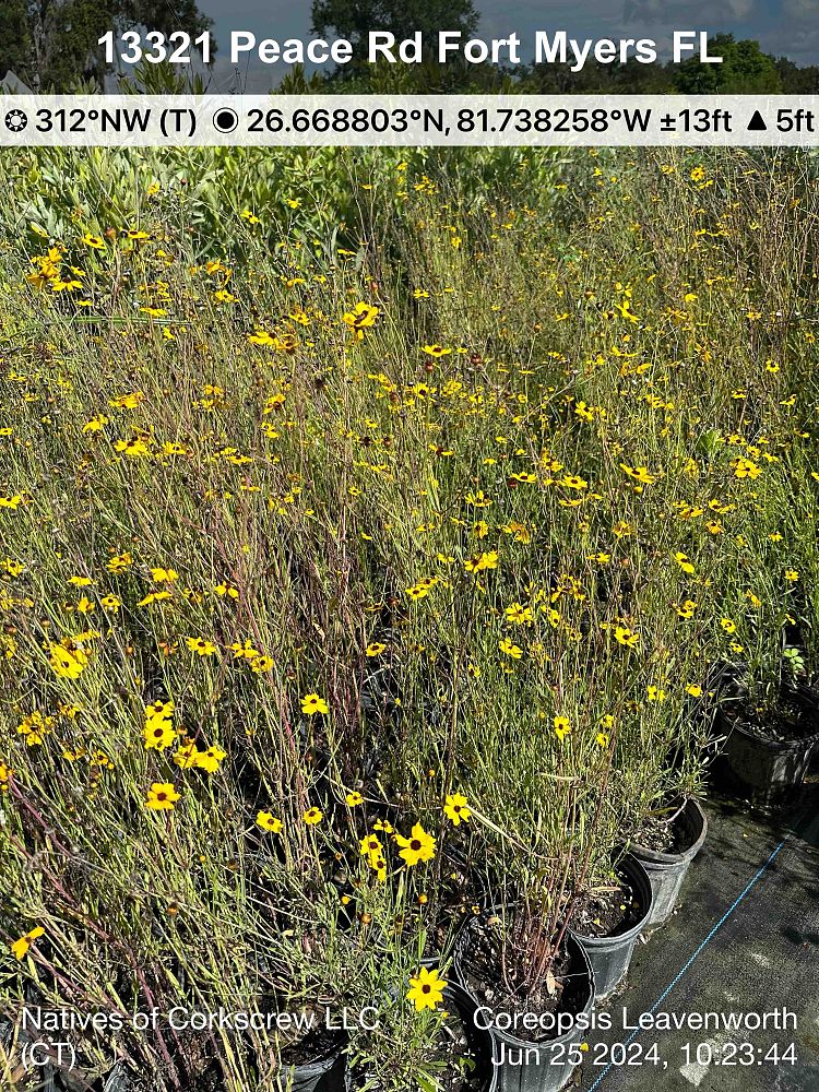 coreopsis-leavenworthii-tickseed