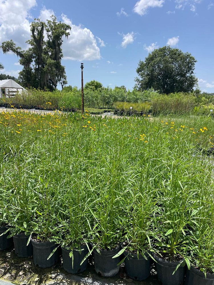 coreopsis-leavenworthii-tickseed