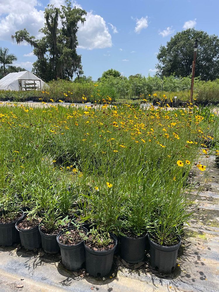 coreopsis-leavenworthii-tickseed