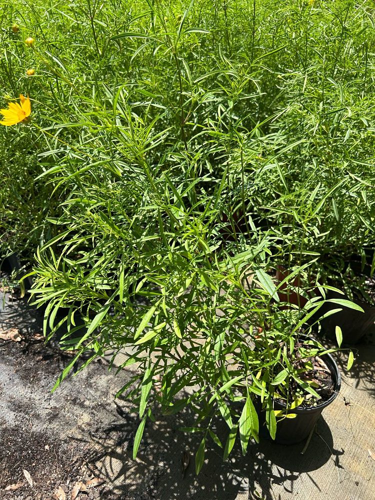 coreopsis-leavenworthii-tickseed