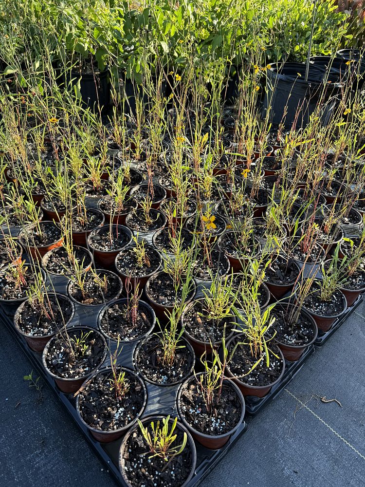 coreopsis-leavenworthii-tickseed