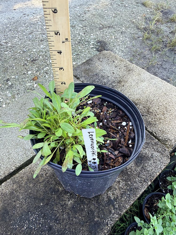 coreopsis-leavenworthii-tickseed