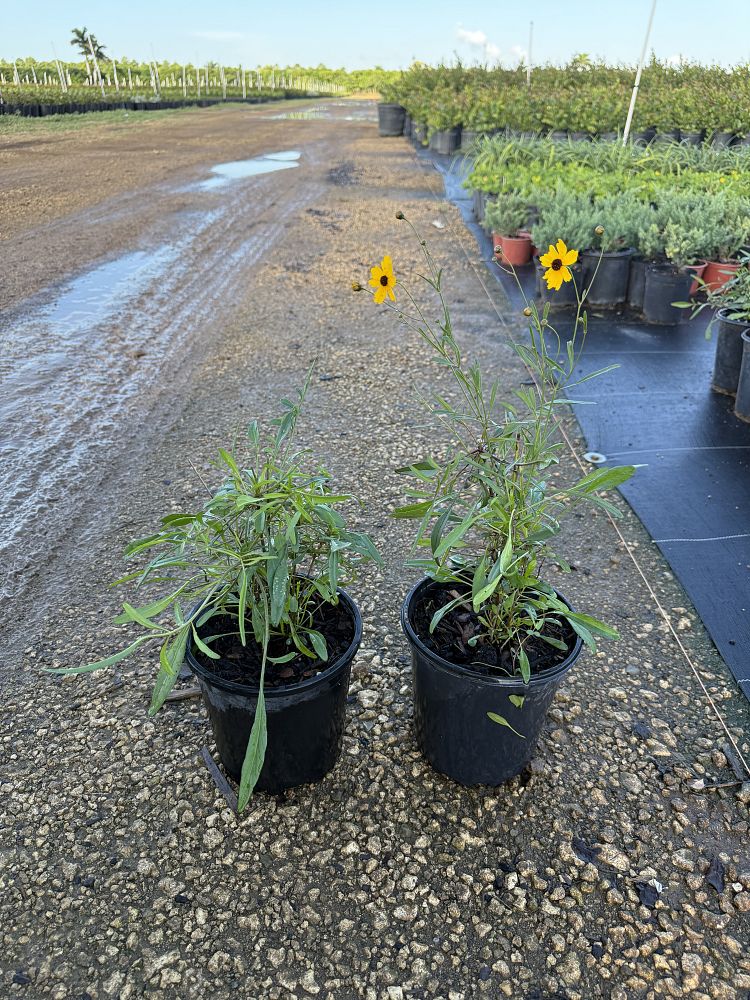 coreopsis-leavenworthii-tickseed