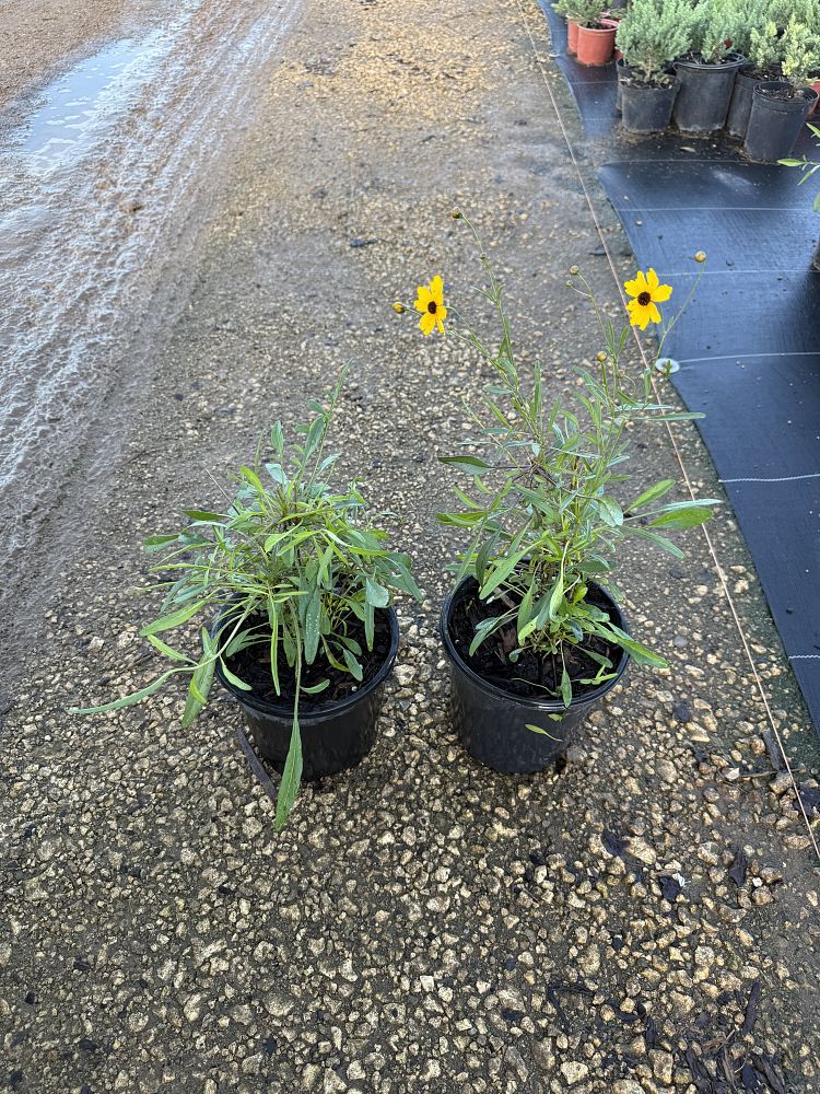 coreopsis-leavenworthii-tickseed