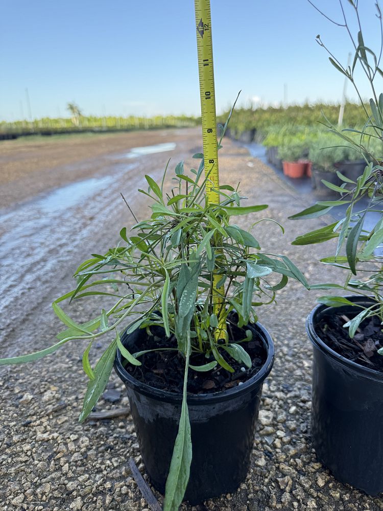 coreopsis-leavenworthii-tickseed