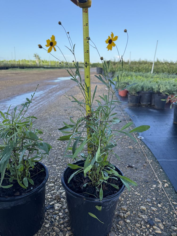 coreopsis-leavenworthii-tickseed