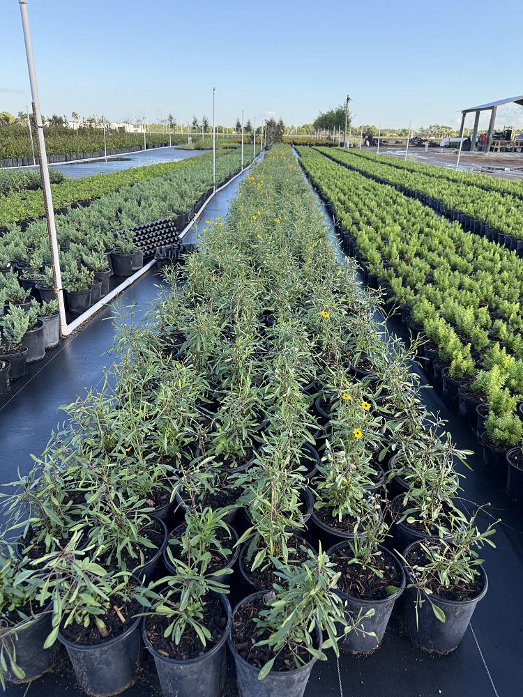 coreopsis-leavenworthii-tickseed