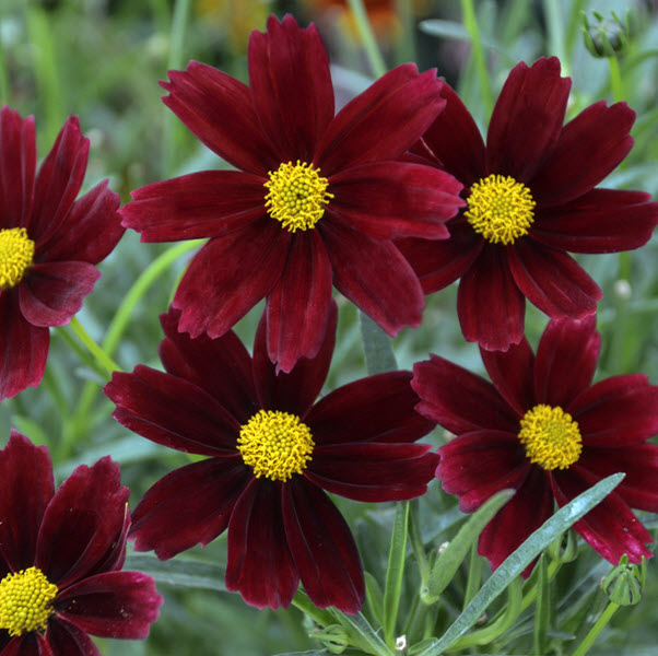 coreopsis-li-l-bang-red-elf-tickseed-coreopsis