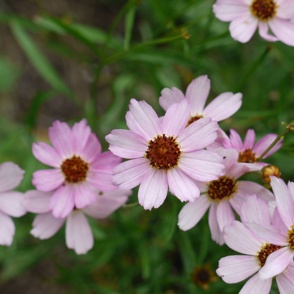 coreopsis-permathread-blushing-pink-tickseed-coreopsis