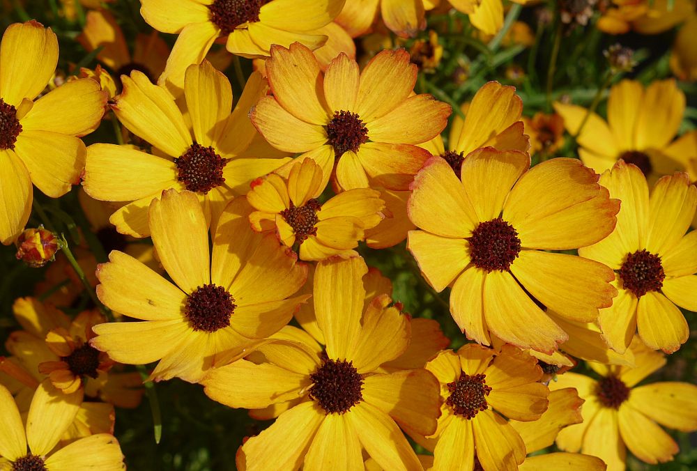 coreopsis-permathread-butter-rum