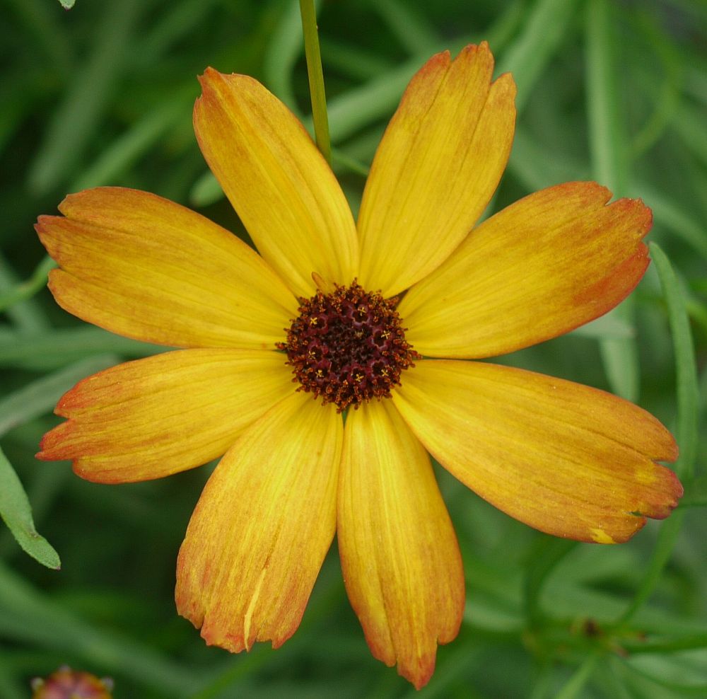 coreopsis-permathread-butter-rum