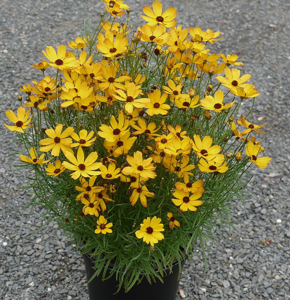coreopsis-permathread-butter-rum