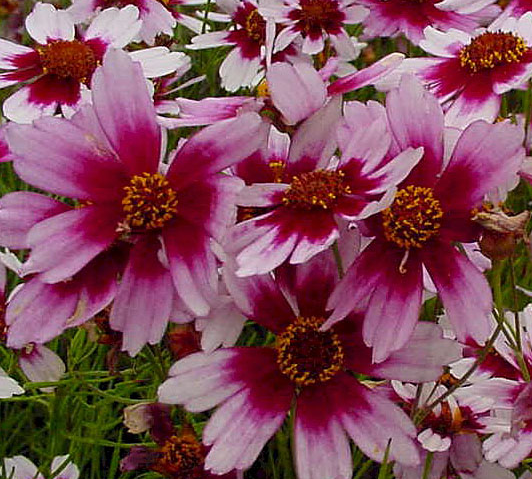 coreopsis-permathread-sweet-tart-tickseed-coreopsis
