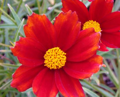 coreopsis-radioactive-tickseed-coreopsis